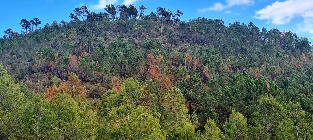 La #Sequera s'agreuja. A #Espadà, les zones de 'rodeno' (arenisca silícia de Buntsandstein), presenten ja 🔝mortalitat de Pinus pinaster de regeneració post-incendi #IFEspadilla 1994. També hi ha mortalitat puntual de Quercus suber i engroguiment dels escleròfils Pinus halepensis