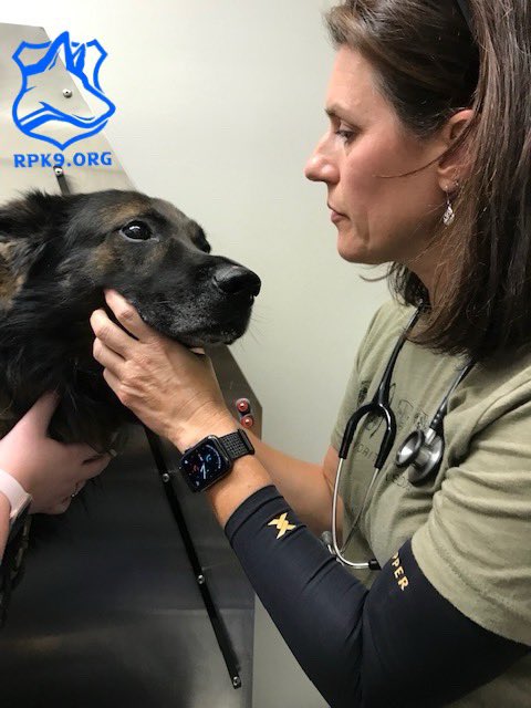 Doc!!!👩‍⚕️ no nose boops on camera ! I’m a big bad police dog ! Program K9 Charlie, recently had a checkup, courtesy of the RPK9 Foundation! 💙 • 𝗥𝗲𝘁𝗶𝗿𝗲𝗱 𝗣𝗼𝗹𝗶𝗰𝗲 𝗖𝗮𝗻𝗶𝗻𝗲 𝗙𝗼𝘂𝗻𝗱𝗮𝘁𝗶𝗼𝗻 is a 501(c)3 not-for-profit organization providing no cost veterinary