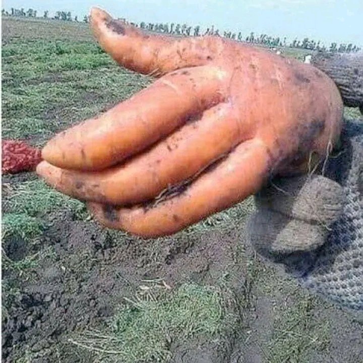 Which type of carrot is this?