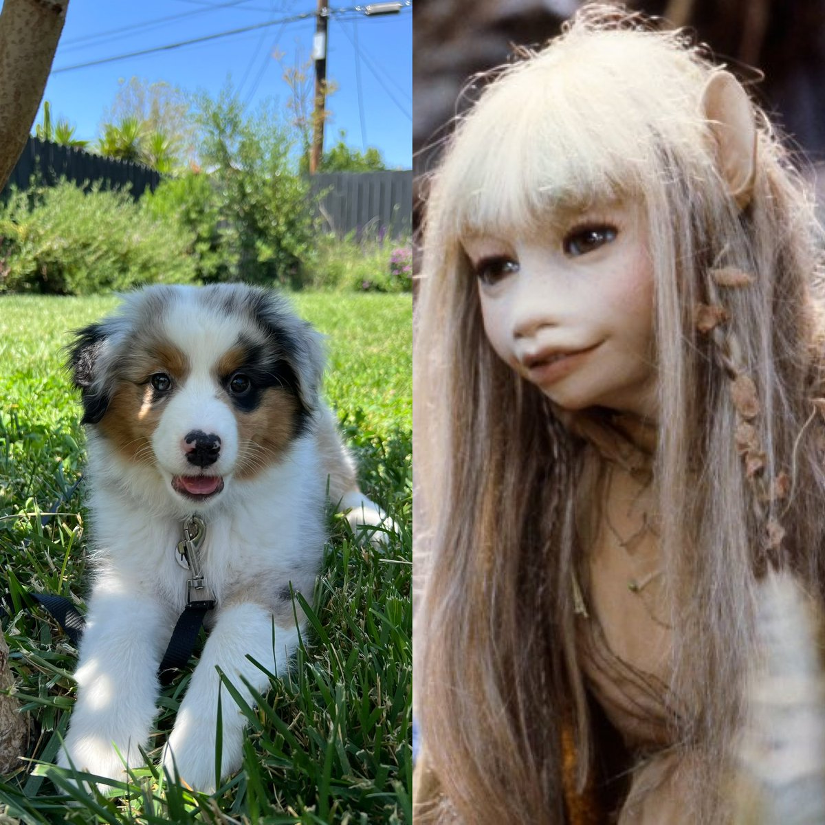 Emily Marsh (@emily_k_marsh) on Twitter photo When you get a pup this cute and name her after a character in one of your favorite puppet movies you know youāre in trouble š„³ When you get a pup this cute and name her after a character in one of your favorite puppet movies you know youāre in trouble š„³