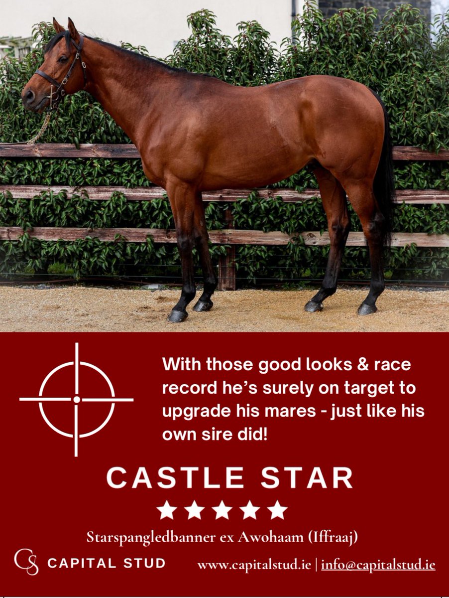 CASTLE STAR💫 
📈The sire line that upgrades there mares.
👀His sire, grandsire and great grandsire all stood at fees less than €10,000 before they became Gr.1 sires.
🗣️ The only son of his sire with runners, started at €8,000 and produced a 🇫🇷 Guineas winner from 28 foals.