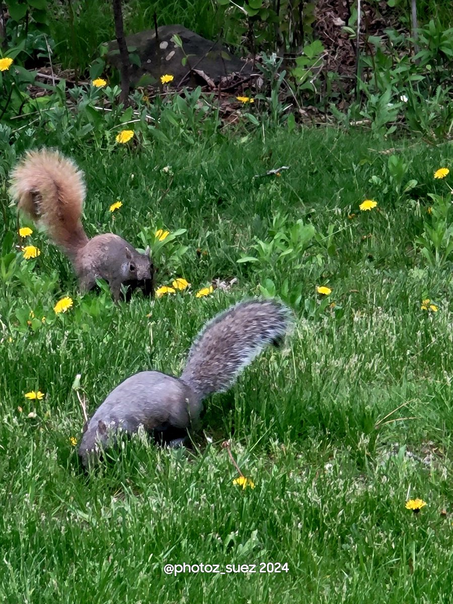Hey, look at my half blonde squirrel. I finally got a shot of it. From the hips to the tail, it's blonde.