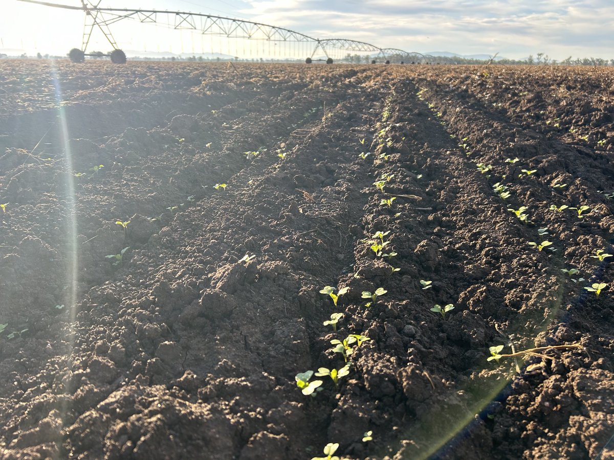 We are trying some Mustard behind cotton this year. The mustard powder will go to Japanese wasabi sauce. It will also help control some soil diseases that impact cotton and other crops. With high costs Aust farmers face, it is always difficult to find profitable rotation crops
