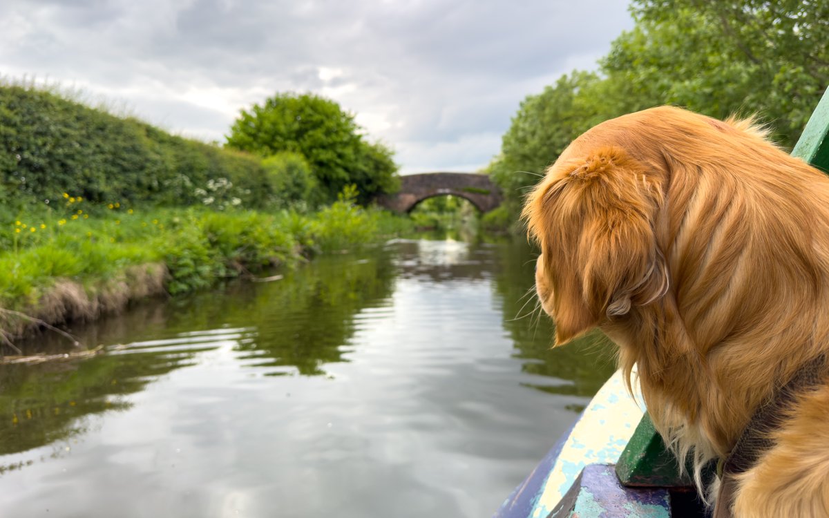 Finlay #RedMoonshine enjoying the view while cruising down the #WyrleyandEssingtonCanal. #BoatsThatTweet #KeepCanalsAlive #LifesBetterByWater #FundBritainsWaterways redmoonshine.com