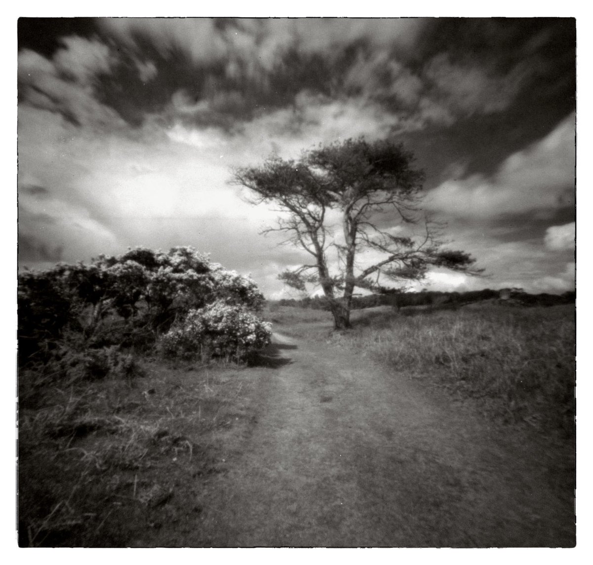 Long expired orwo np22 developed as foma 200 because I forgot what film I had loaded in the Zero Image 2000 pinhole camera back in 2023 and only processed last week  . Sometimes luck is on your side #filmphotography #pinhole