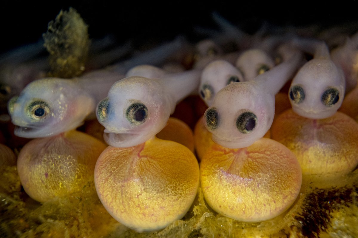 bioGraphic (@biographic) on Twitter photo If you hear a low humming sound resembling a trombone or a swarm of bees along North America’s rocky west coast, you might be near a group of “singing fish.” More on plainfin midshipmen and their musical mating habits: bit.ly/3QhruRz 📷 <a href="/ShaneGrossPhoto/">Shane Gross</a> ✍️ @Sarah_Gilman If you hear a low humming sound resembling a trombone or a swarm of bees along North America’s rocky west coast, you might be near a group of “singing fish.” More on plainfin midshipmen and their musical mating habits: bit.ly/3QhruRz 📷 <a href="/ShaneGrossPhoto/">Shane Gross</a> ✍️ @Sarah_Gilman