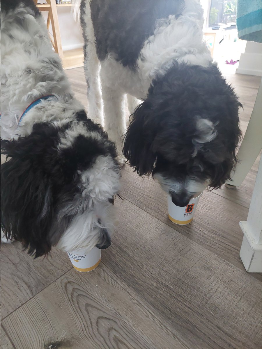 We got afternoon pup cups from @BIGGBYCOFFEE 😋 #dogsoftwitter #DogsOfX