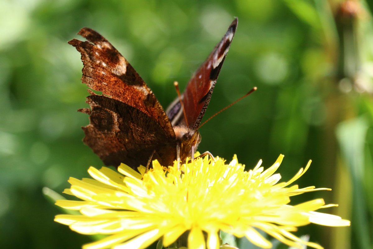 All folklore and stories aside leaving Dandelions 🌼 & our other native wildflowers in peace gives the wildlife that brings us so much joy, such as this 🦋, the chance to live and light up our lives. 🌳🌳🌿🌼🌿🌳🌳