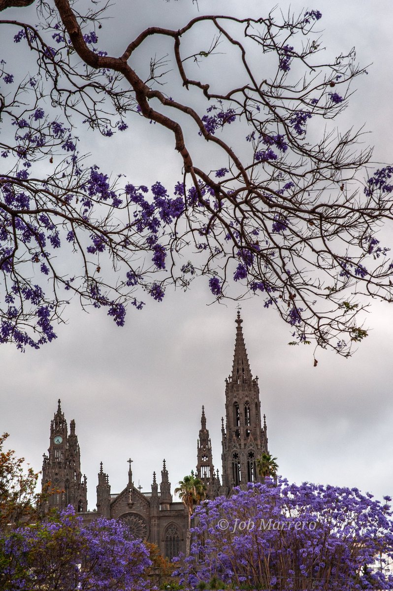 ¡Buenas noches! 🥱😘😴

Arucas y las jacarandas 💜

#Arucas #GranCanaria #ArucasPiedrayflor #Jacarandas