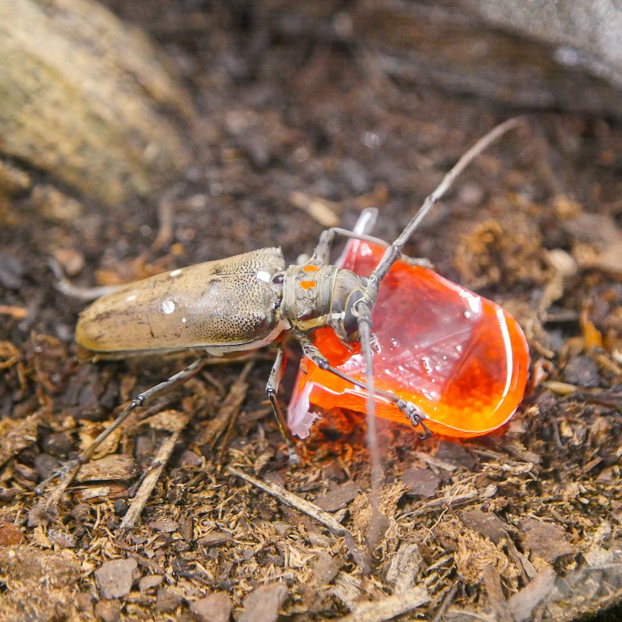 Longhorn beetles have an impressive silhouette with colorful and patterned wings. Check out this muncher enjoying his breakfast!