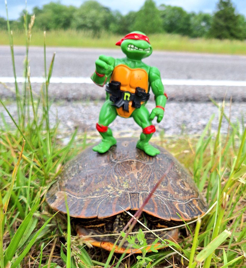 RenoMcDallas's tweet photo. Turtle bros stick together! First assist of the season! This one was a huge, beautiful turtle! I had to get in the van and grab Raphael out for scale! Help our slow-moving turtle friends when you can! #turtlecrossing #turtles https://t.co/SFKOr0oc1M