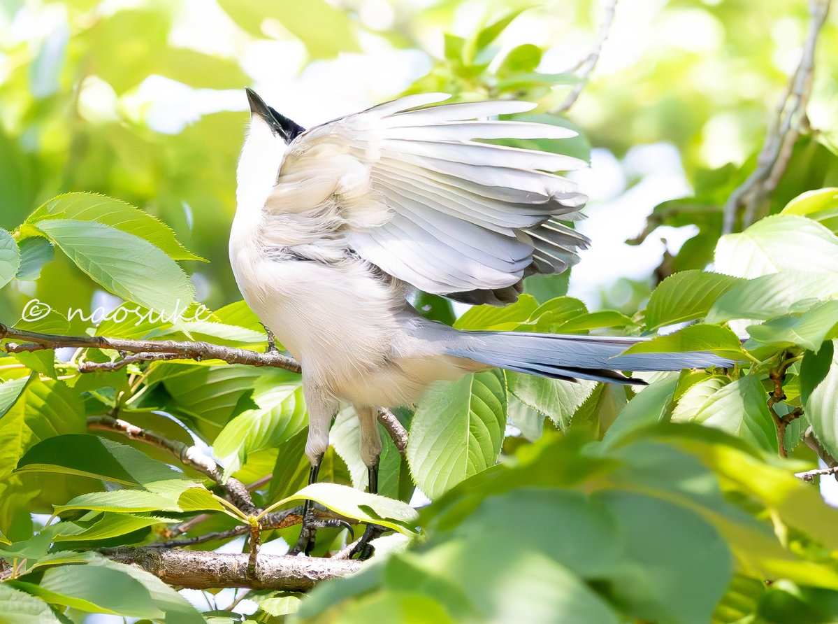 上へ！！

#野鳥撮影 #birdphotography #オナガ