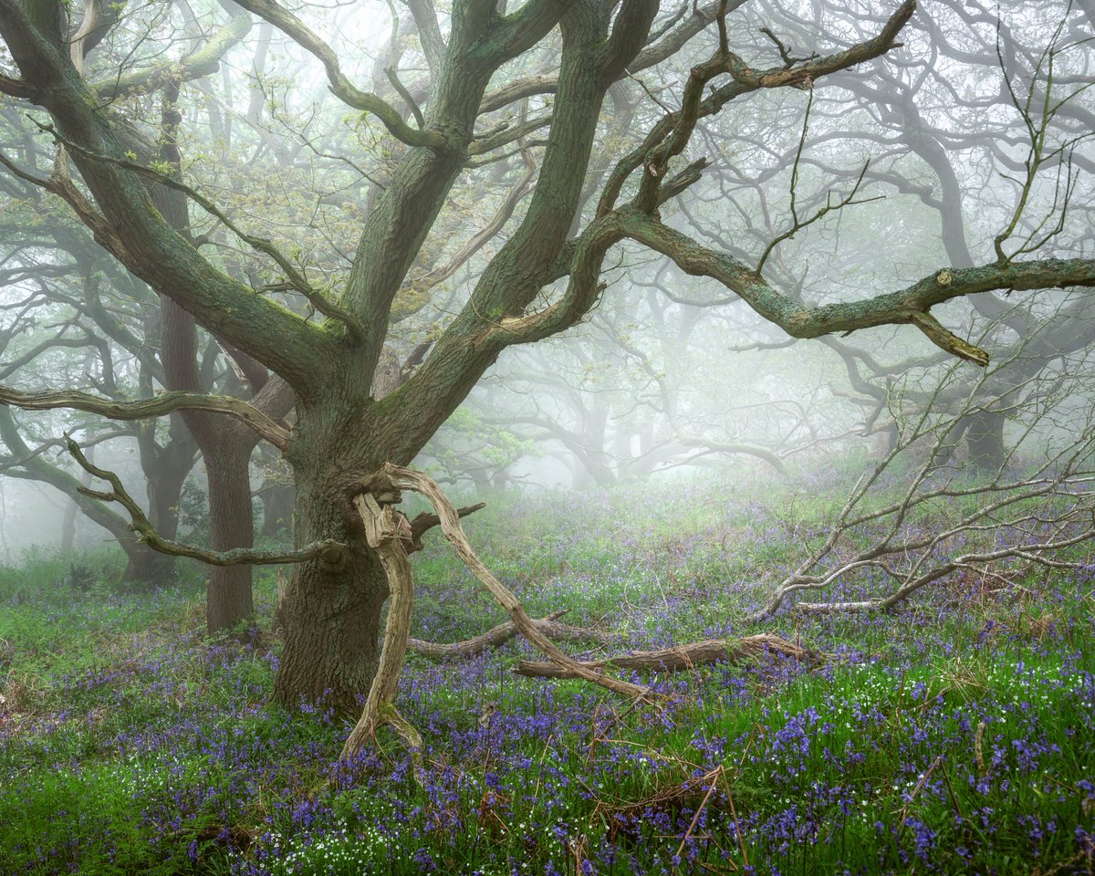 Spring is sooo good 

#woodland #woodlandphotography 
@OPOTY @NorthYorkMoors