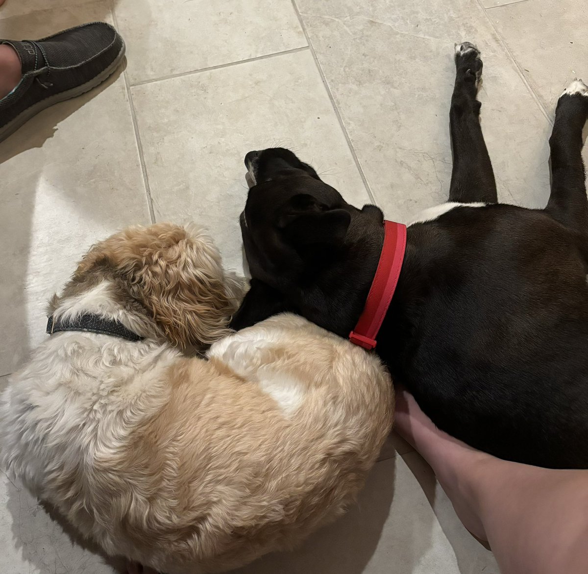 Snuggle buddies 🐶 

#shihtzu #puppy