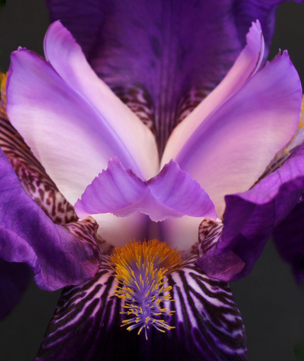 Nice detail on this #iris

@MacroHour @The_RHS #FlowersOfTwitter #macro #NatureIsAmazing #flowerlovers