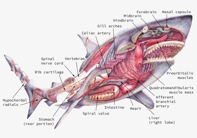 i talk a lot abt human anatomy and physiology but animal anatomy is way cooler tbh