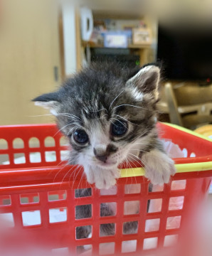 かわいいキジ白の美猫ちゃん♡
福岡県 ♀ 生後1ヶ月 のネコちゃんです。
 #猫 #ネコ #里親 #里親募集 #福岡県 #拡散希望 
詳細：neko-jirushi.com/foster/210699/
写真：