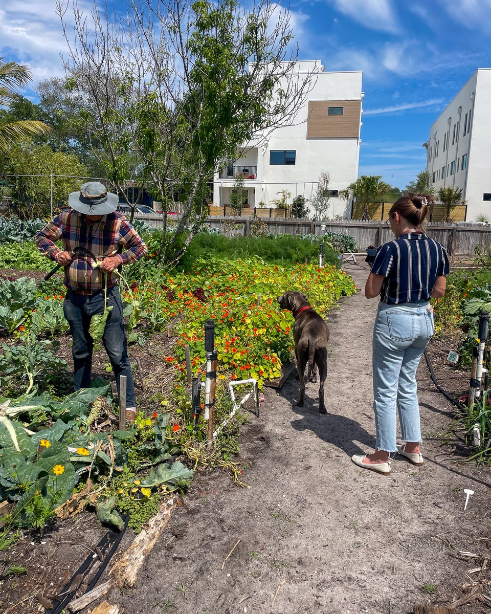 Peek #BehindTheScenes of Bite by Bite: Sustainable Eats! 🌱 Explore climate-conscious cooking with @daliacolon & Emmanuel Roux, Founder of 15th Street Eco Farm in #StPetersburg. 🥘🥬 #BiteByBite #SustainableEats #ClimateConsciousCooking

Watch now 👉 wedu.org/bitebybite