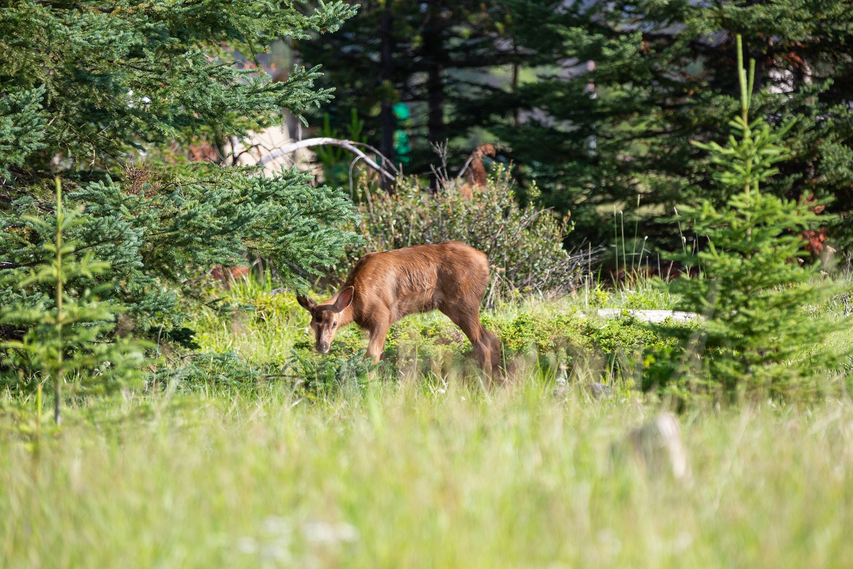 It’s elk calving season! 🦌 Protective mothers will aggressively defend their newborns by kicking and charging at people. Elk safety: ow.ly/l5Po50REu8g Area closure for elk calving: ow.ly/etI250REu8f