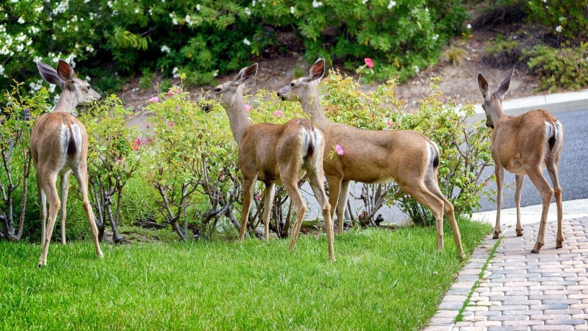 Animals like deer, rabbits, and raccoons can quickly decimate your flowers, fruits, and vegetables unless you take an active approach to warding them off. Here are several methods to try without involving harsh chemicals. Link: lifehacker.com/home/how-to-ke…