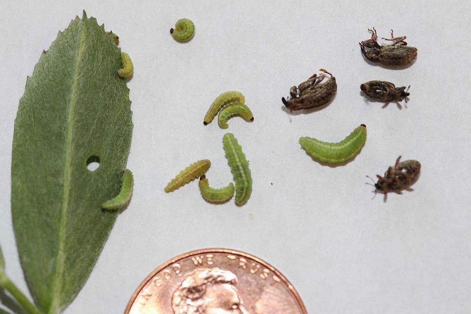 #Alfalfa weevil larvae have emerged in southeast, south-central & central #Nebraska; scouting for this #cropppest is crucial for alfalfa producers over the next few weeks. Review management options » ow.ly/2P8o50RHEFN #NebExt #ag #cropproduction