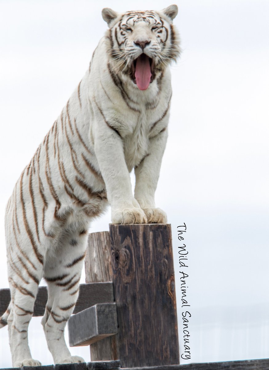 Picture Of The Day!
Location: The Wild Animal Sanctuary, Keenesburg, CO.
Greetings from Pearl.
To learn about Pearl's rescue story.  Click on the following link:
youtube.com/watch?v=qWOazH…
#TheWildAnimalSanctuary #wildanimalsanctuary #sanctuary #rescuedTiger #keenesburgcolorado