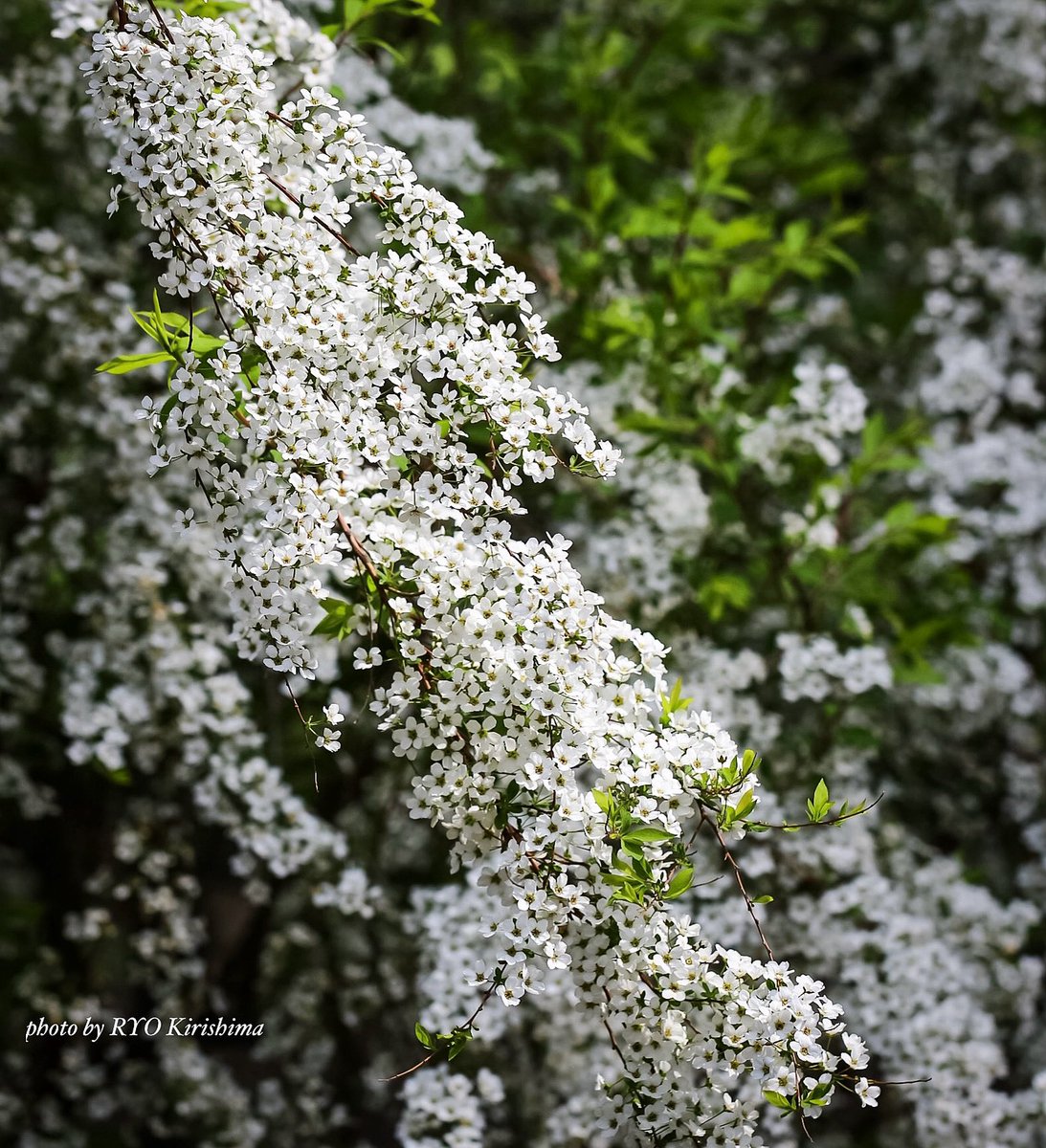 雪柳。
和名のセンスが大好き。
ええ？！と思うものもたまにはあるけど。

#北海道大学植物園 #ユキヤナギ #花 #カメラ散歩 #photo #flower #nature #写真撮ってる人と繋がりたい #花好きな人と繋がりたい #ファインダー越しの私の世界 #レンズ越しの私の世界 #キリトリセカイ #ダレカニミセタイハナ