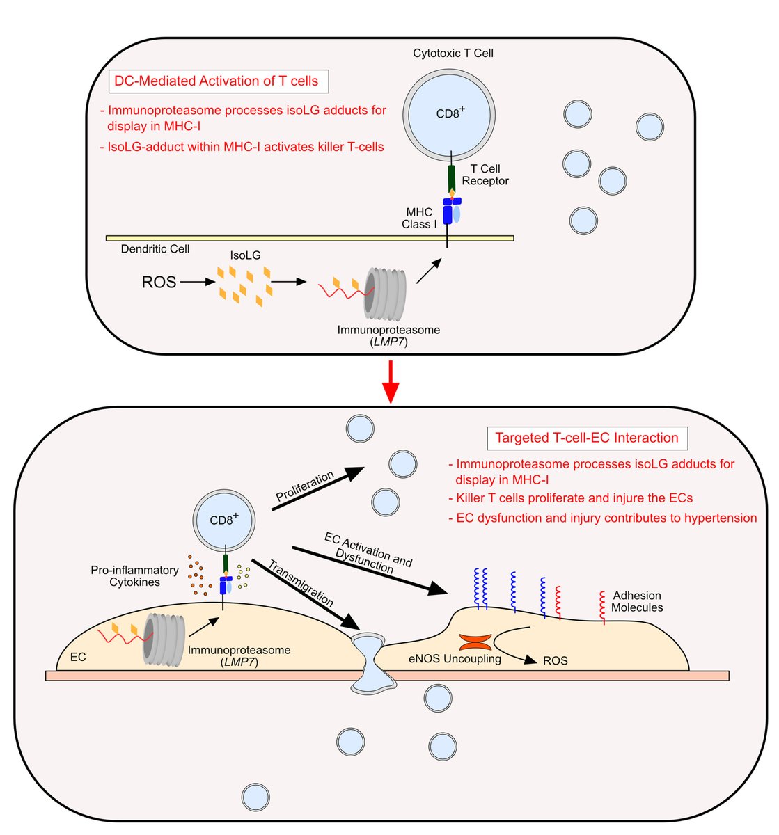 <a href="/NstorPastor/">Néstor de la Visitación</a> &amp; <a href="/DavidPatrickLab/">David M. Patrick M.D., Ph.D.</a> describe a role of the immunoproteasome &amp; #isoLG as drivers of #inflammation &amp; #hypertension revealing a role of DC &amp; EC crosstalk at ahajrnls.org/3WI98NL 

<a href="/endocelldoc/">David G Harrison</a> @Mohamma91591696 @jvanbeusecum <a href="/Jaya_Krishnan1/">Jaya Krishnan</a> <a href="/EliHennen/">Elizabeth Hennen</a>