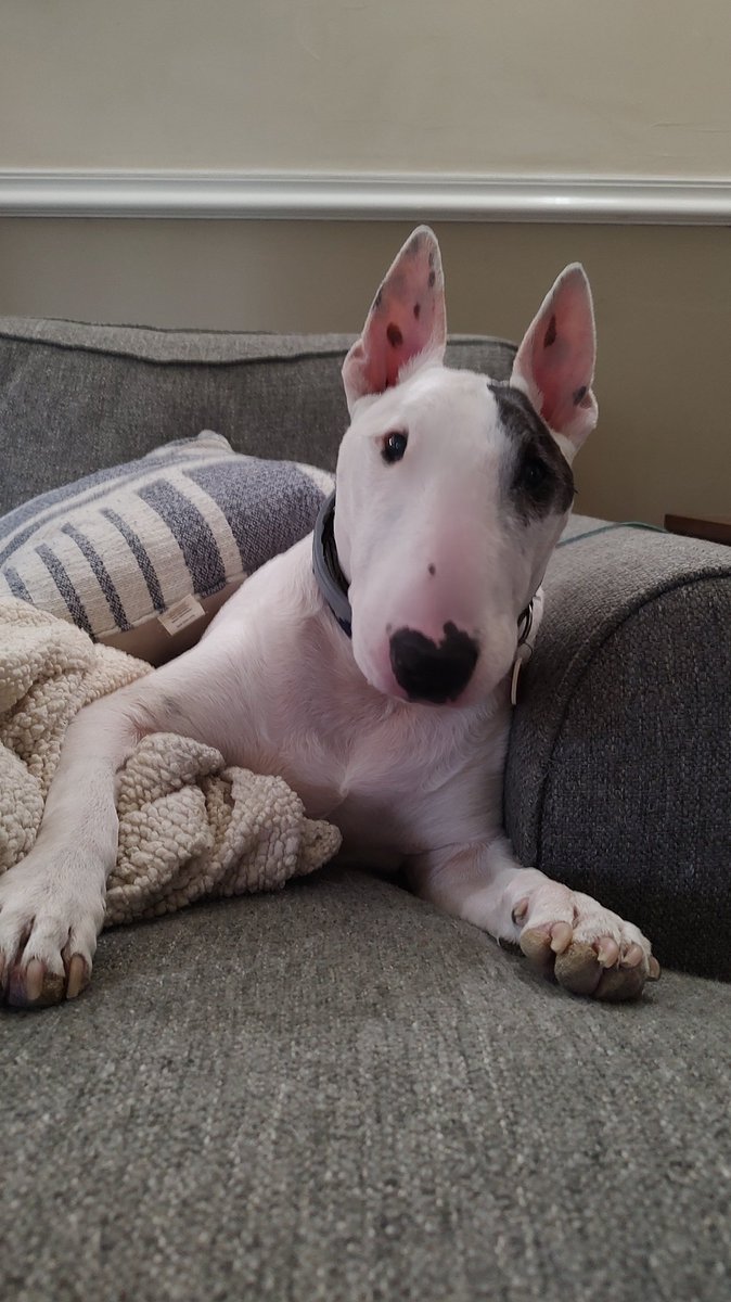 rexthetvterrier's tweet image. I had a terrible, horrible, no good, very bad day.  Do yourself a favor and don't do business with @BedBathBeyond @Overstock or @BankofAmerica .  Days and hours wasted.
#Exhausted #RunAround #MadDog