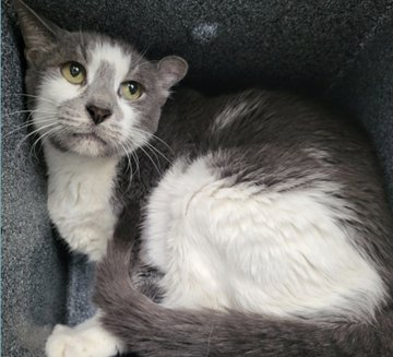 Owner washed their hands of this poor cat
&amp; how very awful for oldie "Presley" is that?
This darling boy has a hematomia an easy fix
so please adopt &amp; add him to your kitty mix!
If in #NewYork or close at hand
adopt this boy so he'll safely land
&amp; pledges too would be grand! 🙏