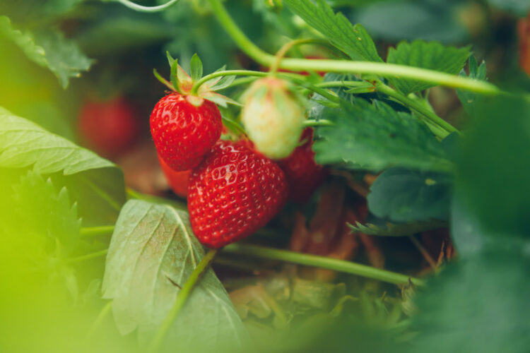 Make your dream of growing strawberries a reality with this guide on how strawberries grow, when to plant them, a primer on the different types of strawberries, and more. motherearthnews.com/organic-garden…