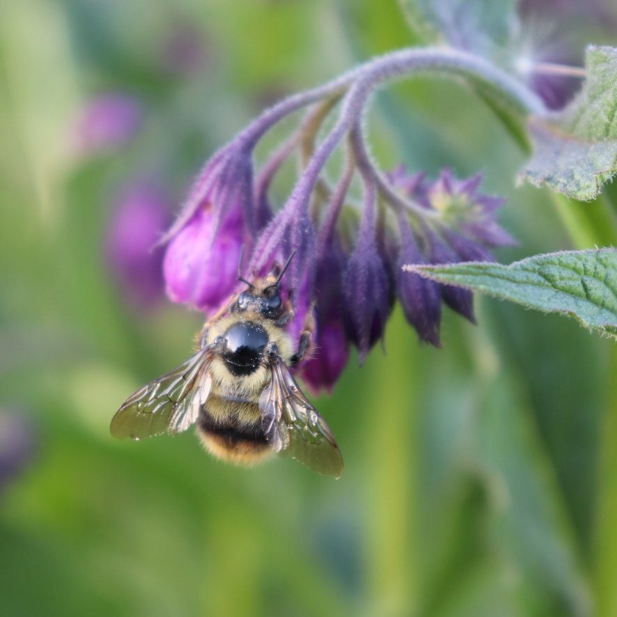 A study in Environmental Research Letters by Matthew Mitchell reveals the critical connection between declining wild pollinators and farm productivity. Explore Mitchell's Q&A for insights on how the public can contribute to protecting wild bees. 🐝 vancouverisawesome.com/highlights/wil…
