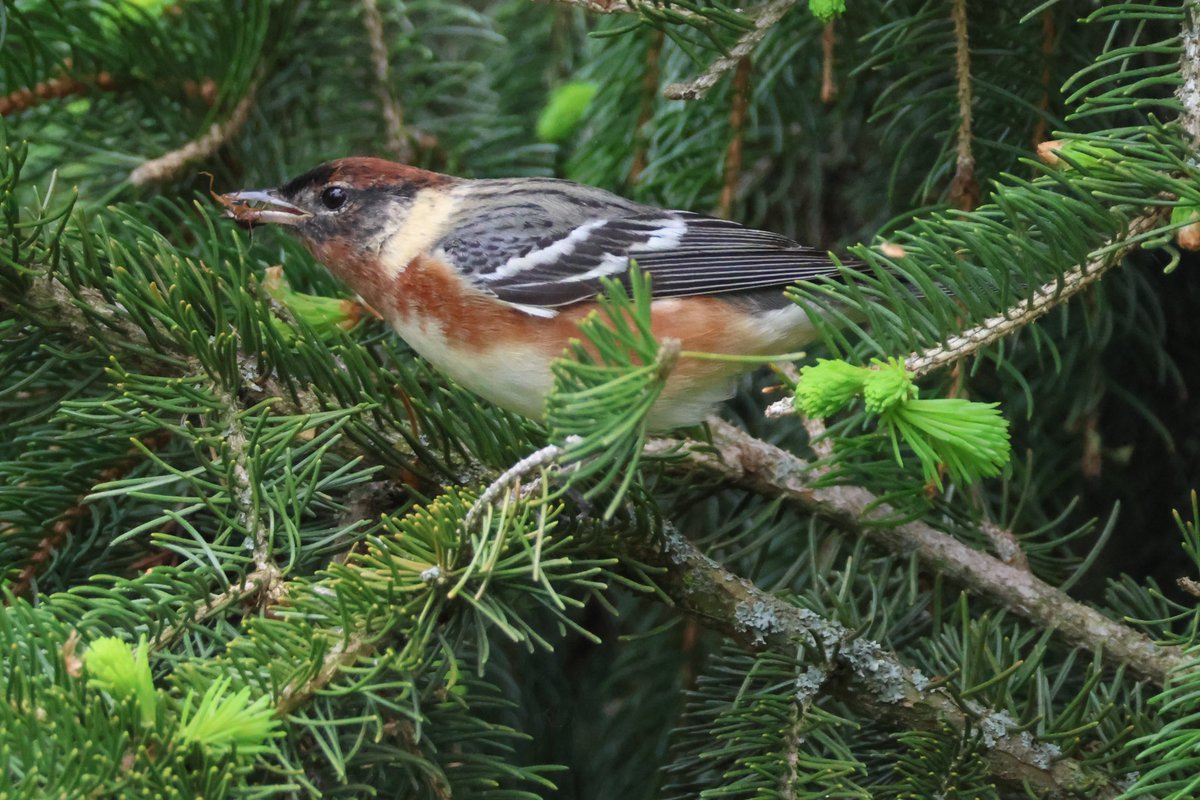 Happy Warbler and Wildlife Wednesday! Ottawa’s Greenbelt was literally dripping with birds today! This Bay-Breasted Warbler was a lifer for me - caught him having a snack! #birdwatching #springmigration @ThePhotoHour