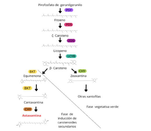 Revista_MUTIS's tweet photo. #RevMutis | «Uso de tecnologías CRISPR-CAS9 en microalgas aplicado a la obtención de productos biotecnológicos de interés industrial» de Dalia Martinez, Maria Martínez y Judith Camacho
#microalga #CRISPRCAS9 #Metabolitos #cienciasnaturales
https://t.co/OEwzq7oxSu https://t.co/dTgt5DbbTi