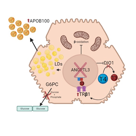 May Editor Pick: Downregulation of ANGPTL3 in human hepatocytes increases intracellular triglyceride content through a reduction in energy substrate utilization ahajrnls.org/3VgVBfg