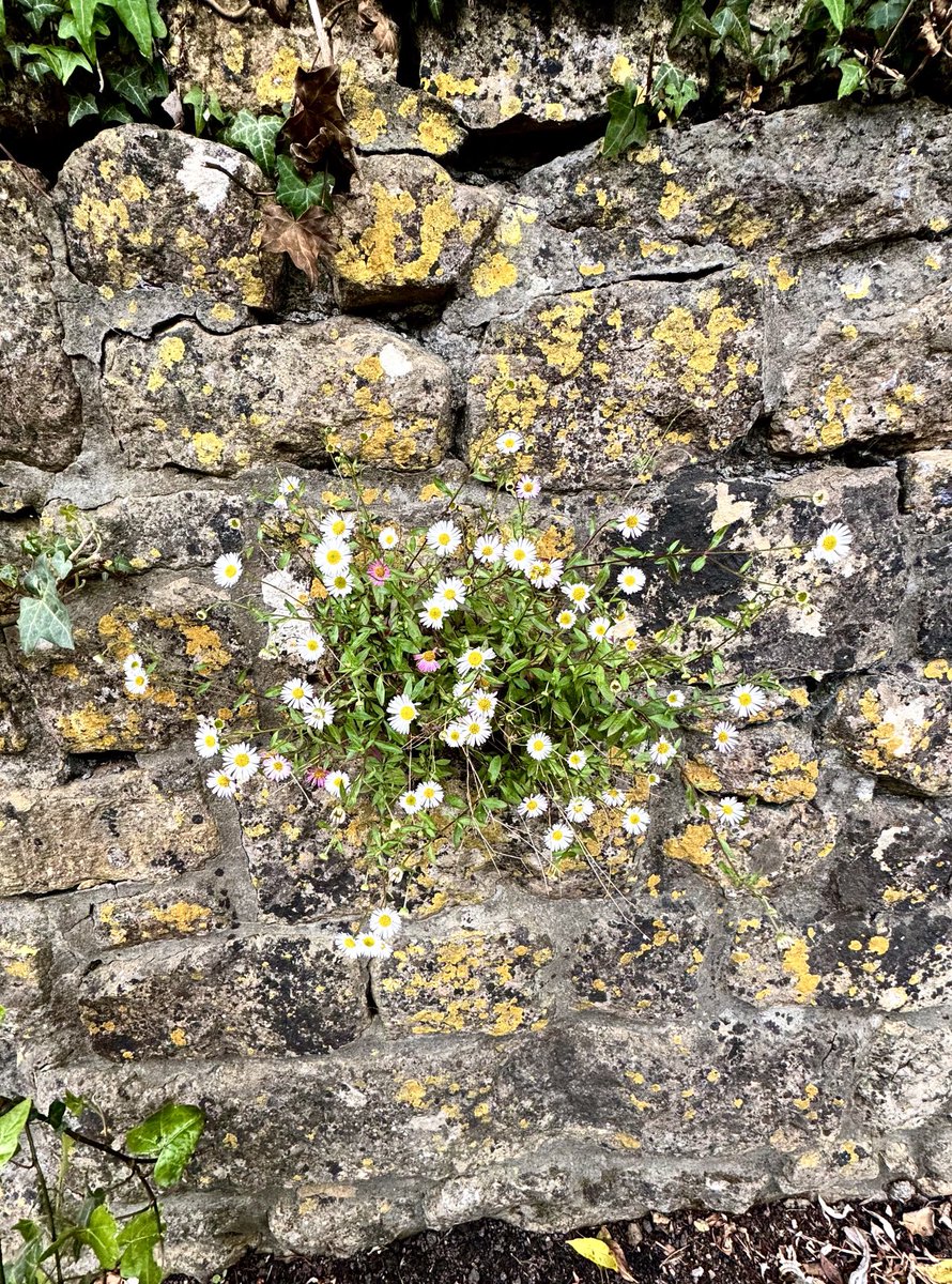 Marvellous walk providing a home for lichen, flowers and all sorts of creatures. The basic human thing: to build a wall.  Even a toddler understands the principles. 🤓