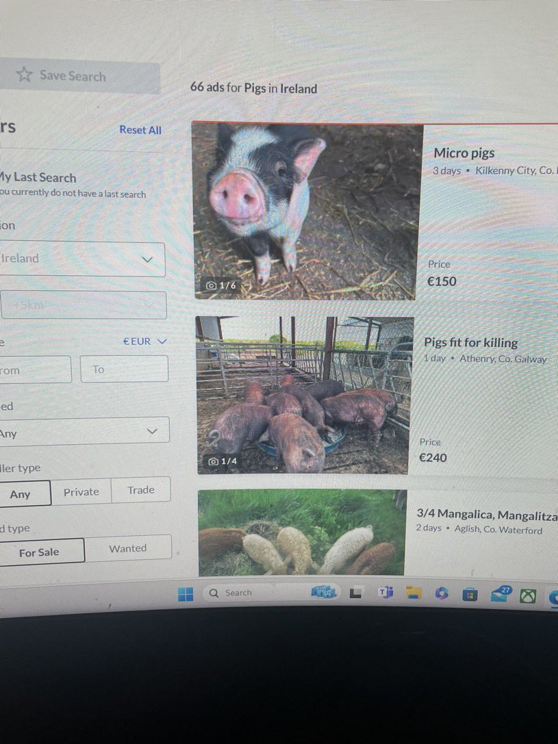 Buy some micro pigs and take them for walk on the banks ⛺️ of Dublin City. 🤔 

My brain has sorted this! £150 each 

Dress up you pig day everyday everywhere 

#IrelandOptsOut #kilkenny #micropigs #cheap