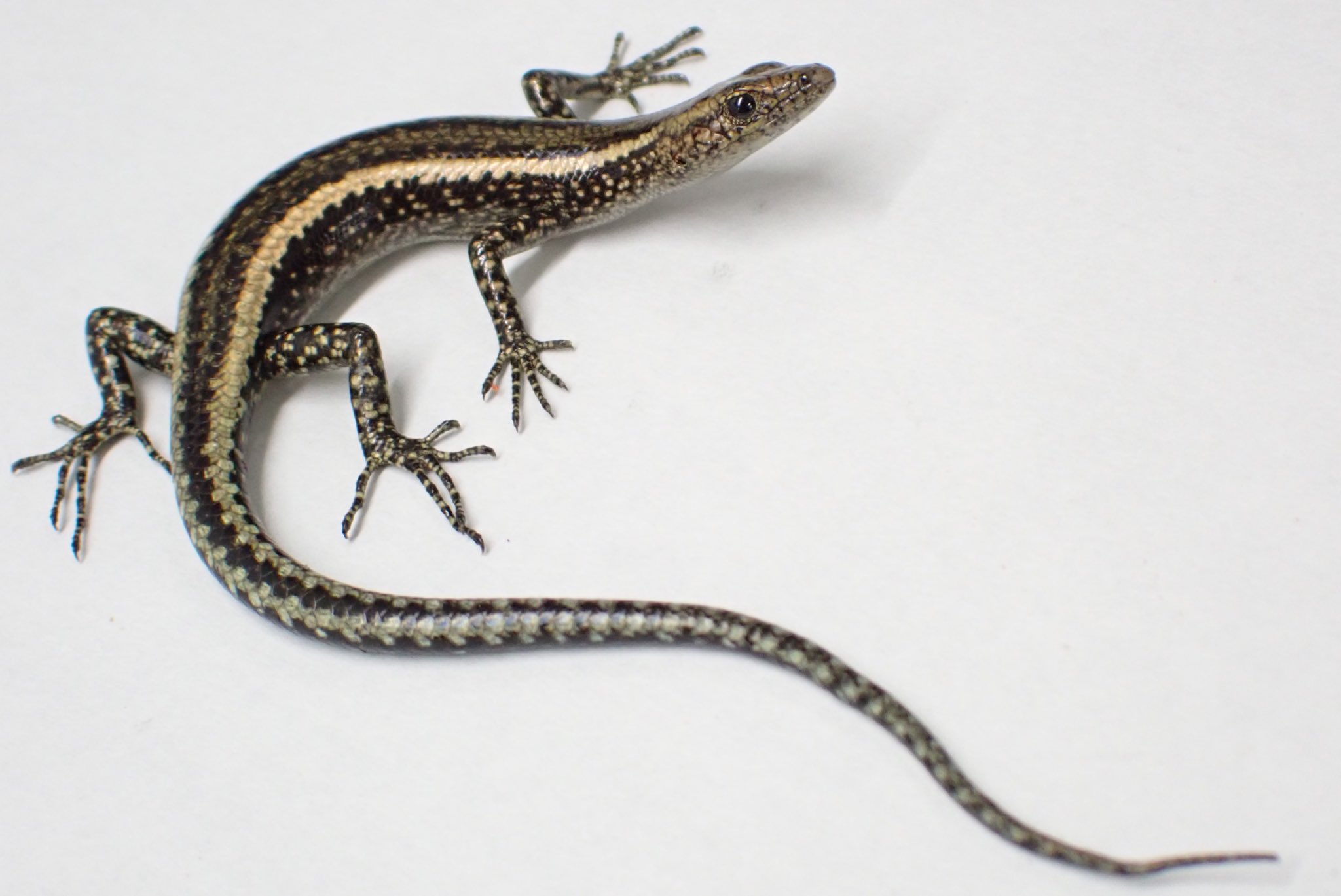 動植物関連書籍 ＞ 爬虫類 ＞ トカゲ ＞ カナヘビ ＞ アジアの