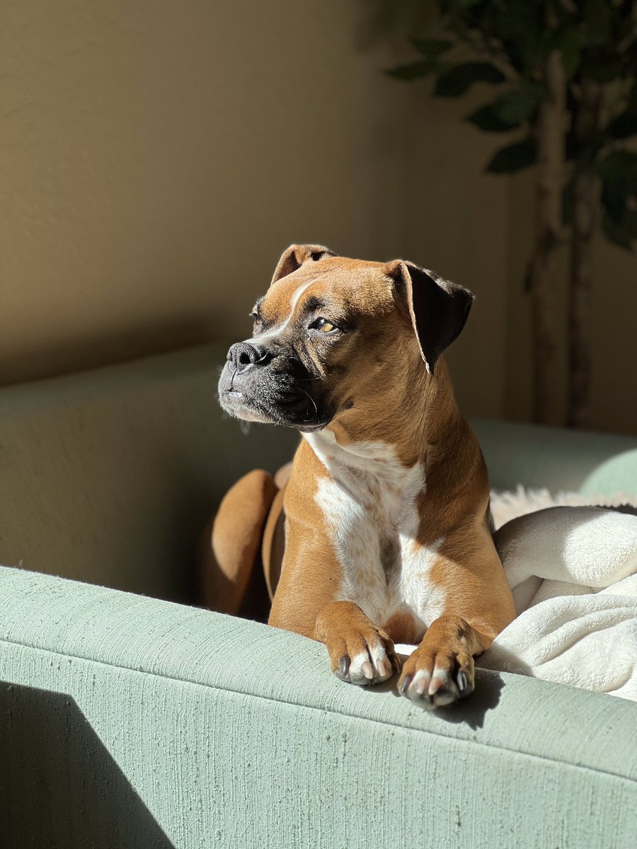 brianmc_arch's tweet image. #bestathomecontest #QueenRubyMae