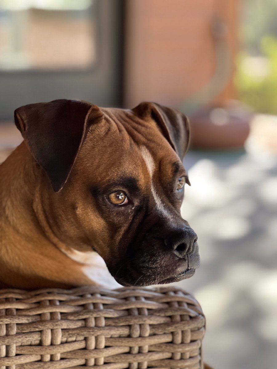 brianmc_arch's tweet image. #bestathomecontest #QueenRubyMae