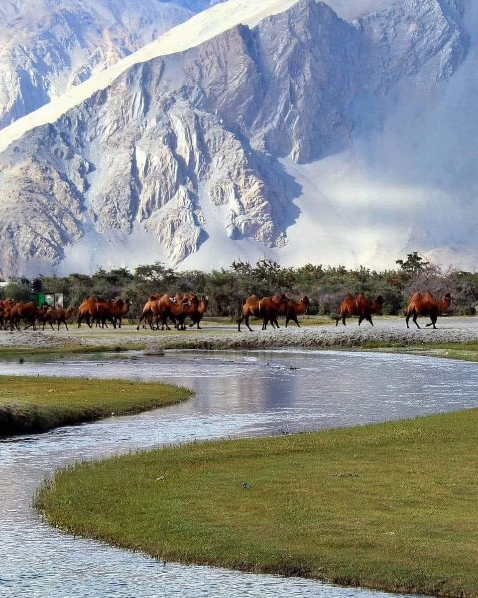 Nubra Valley, Leh, Ladakh, India 🇮🇳
