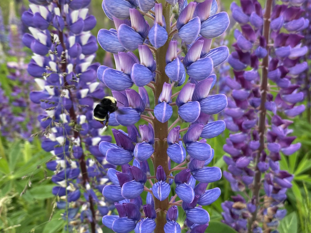 A rebel is one who trusts #nature ,
not man-made structures,
who trusts that if nature is left alone,
everything will be beautiful. It is!
~ Osho 

💜🐝🪻🐝🌸🐝🌺🐝🌷🐝💜
#InsectThursday #FlowerReport #SaveTheBees #Lupin #JoyTrain #Kindness #NatureBeauty #FlowersOnFriday 💜🐝💜