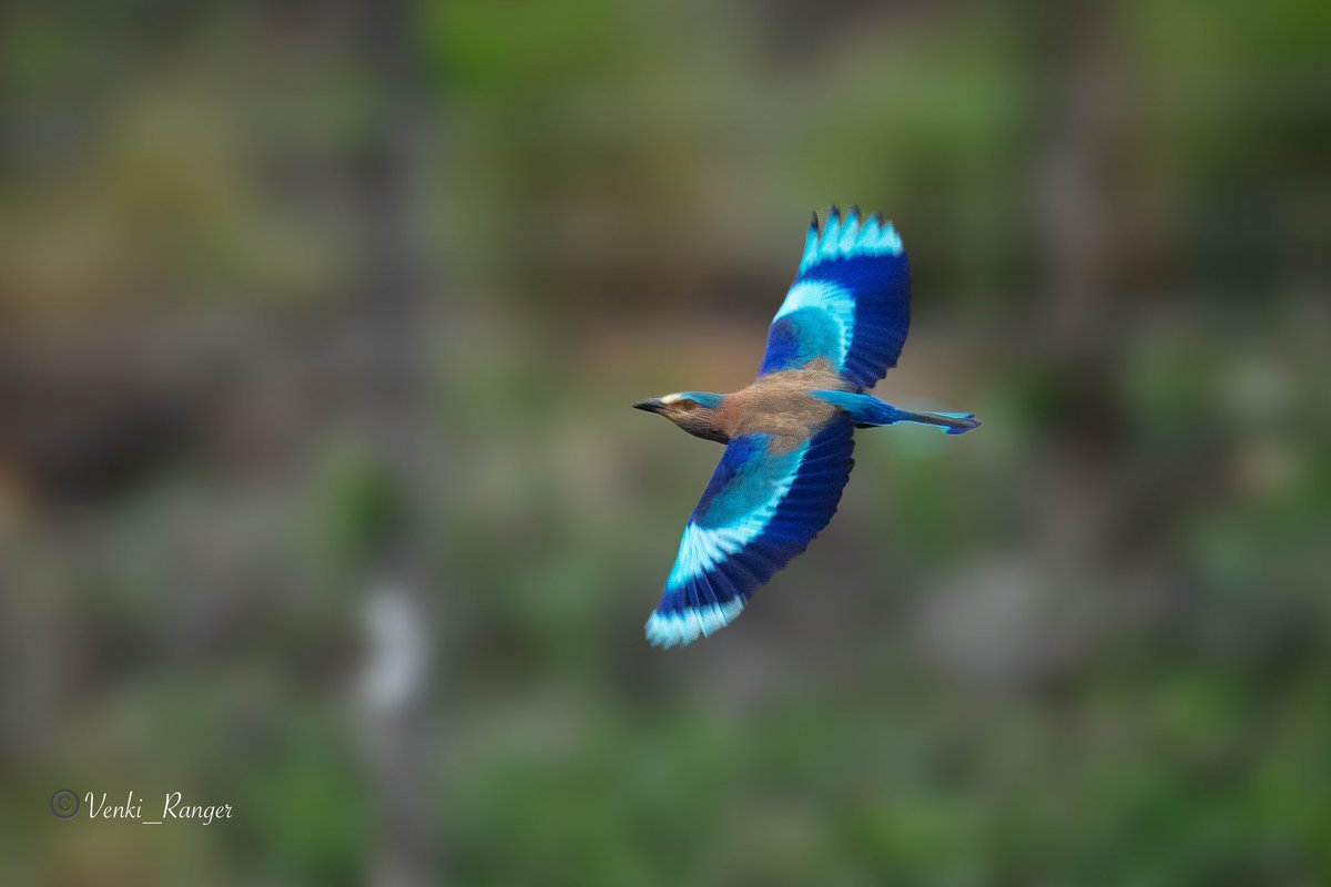 Happy morning ☔️ Colors of Nature.😍 Indian Roller rolls in the air in a flash of blue and ochre. It’s a state bird of Karnataka, Odisha and Andra Pradesh. @TNGeography @tnforestdept #ThePhotoHour #indiaves #BirdsSeenIn2024 #BirdsOfTwitter