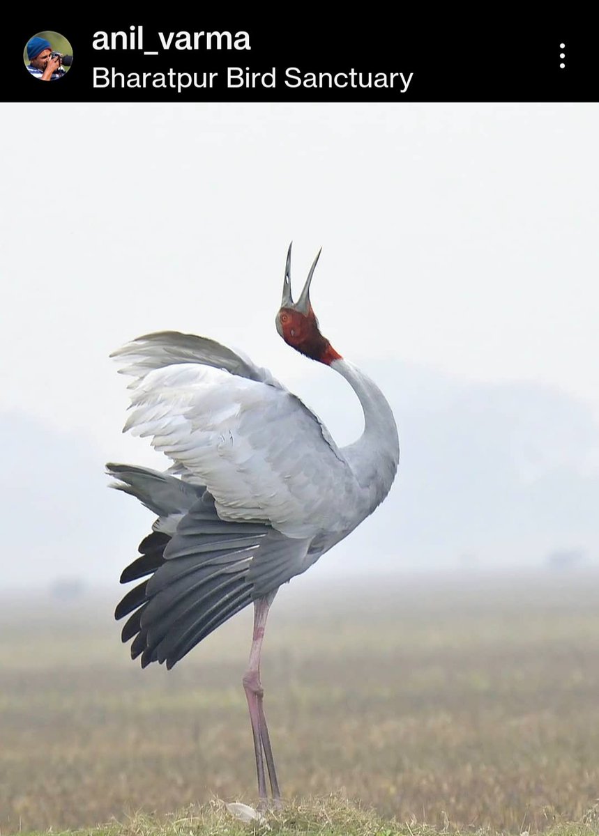 Sarus Crane in Watercolor inspired by a fabulous shot by wildlife photographer Anil Varma. Don't know if he's here so sharing a screenshot of original pic from his Insta page.Thank you for letting me use it as a reference. @IndiAves #IndiAves #indianbirds #BirdTwitter #artforsale