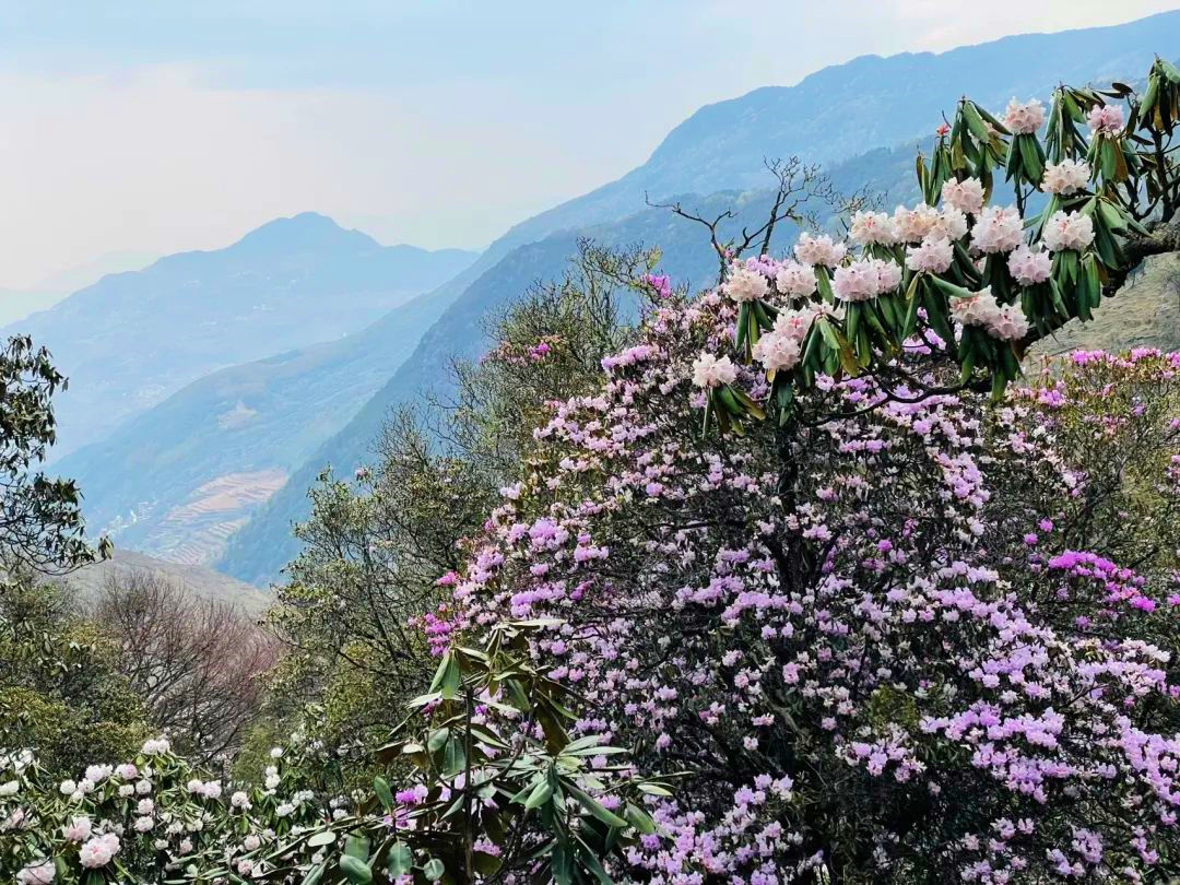 🌄🌸 Head to Shenxianba in Xueshan, Kunming for an unforgettable nature experience! The mountains are decked in purple and red as the Rhododendrons bloom in all their glory. It's a perfect spring spectacle! #SpringBlooms #VisitYunnan