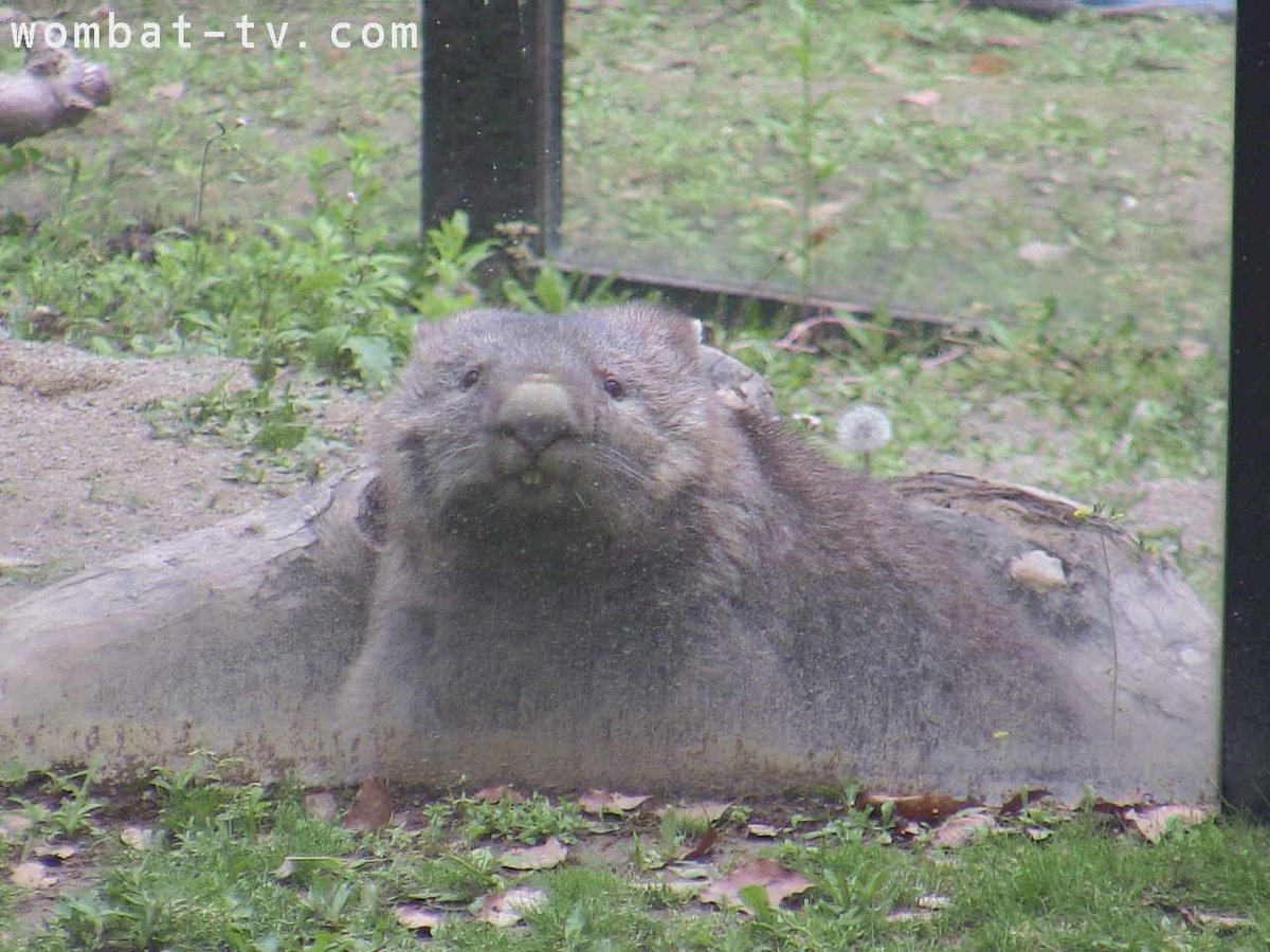 初めて「ワラビーさ〜〜ん🐻‍」の瞬間をリアルタイムで見れて感激🥺🥺🥺🥺
無事にスナップショットも撮れた📸👍🏻

#ウォンバット #フク