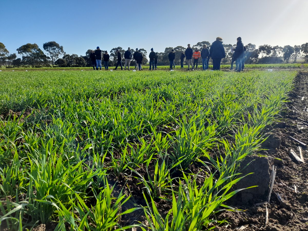 SFS and @theGRDC are running a series of workshops that explore the key drivers of efficient and profitable use of Nitrogen fertilisers. Workshop 1 focusing on Economics & Diminishing Returns, 19 June, 9.00-11.30am at Mininera.
Learn more & register sfs.org.au/events/event/i…