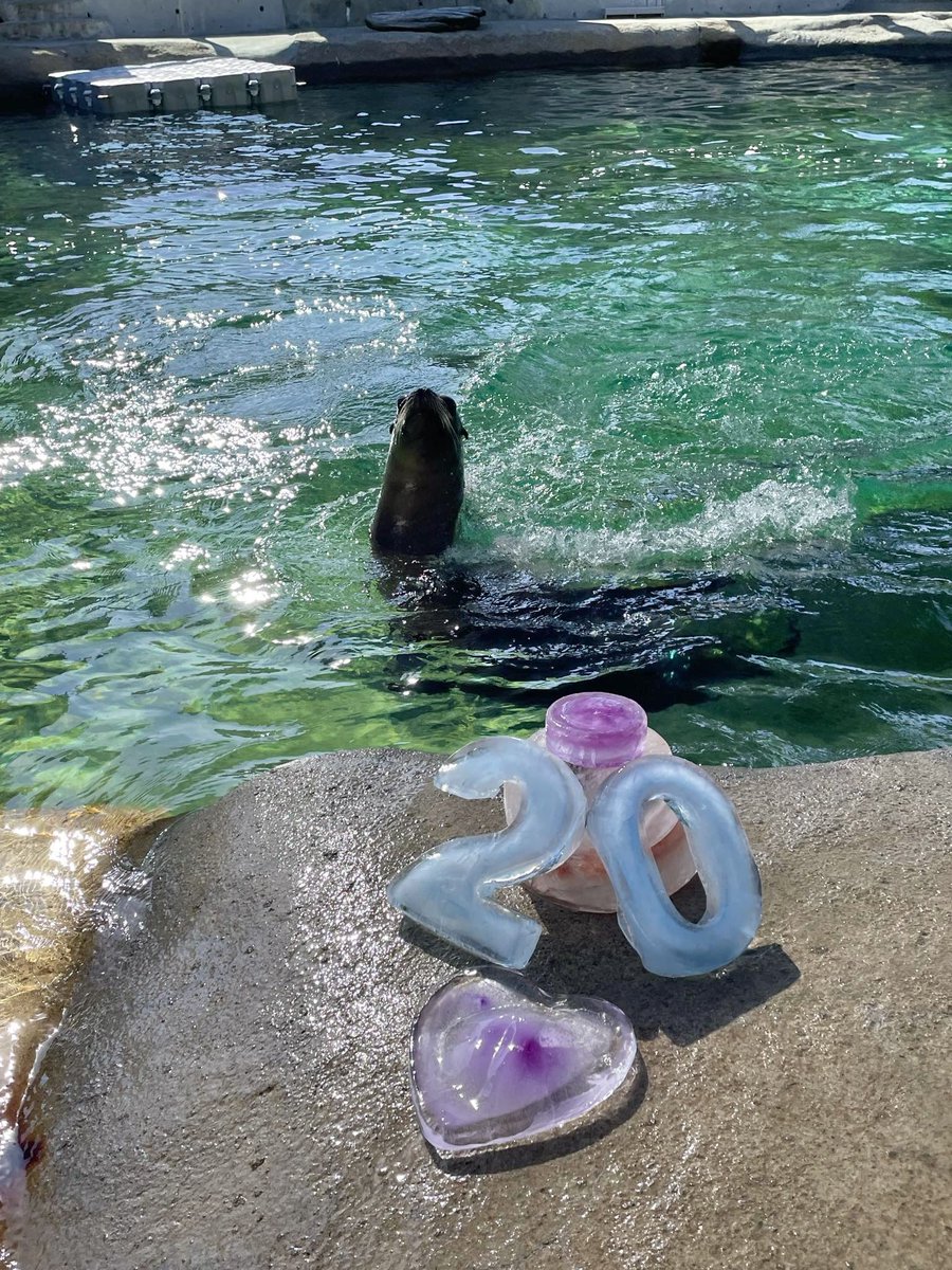 Happy 20th birthday, Matia! 🎉 She was born in 2004 to a mother who was rescued while pregnant and unable to care for her. Raised by humans, the young sea lion couldn’t be released to the wild. She’s very smart and loves to have fun! 🦭  📸: Keeper Kelsie