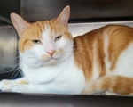 'Monty' was left at NYC ACC in a box I see & may be killed on 05/16 without you & me! Yes, he's stressed there be no doubt but he'll show his love when he gets out! If you love the orange tabby kind pledge to save him if you wouldn't mind! 🙏 BEYOND URGENT!