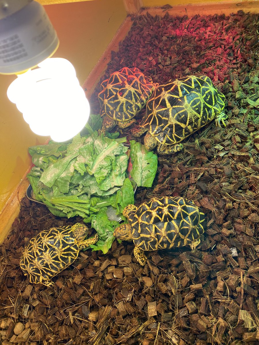 インドホシガメルーム
朝食にMIX野菜+スペフー&スペフープラス
今日は超特盛りだよ！
とくに意味はないけど😅

#リクガメ
#インドホシガメ
#tortoise
#elegans